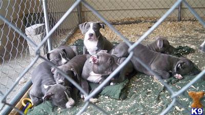 Puppies in Dayton